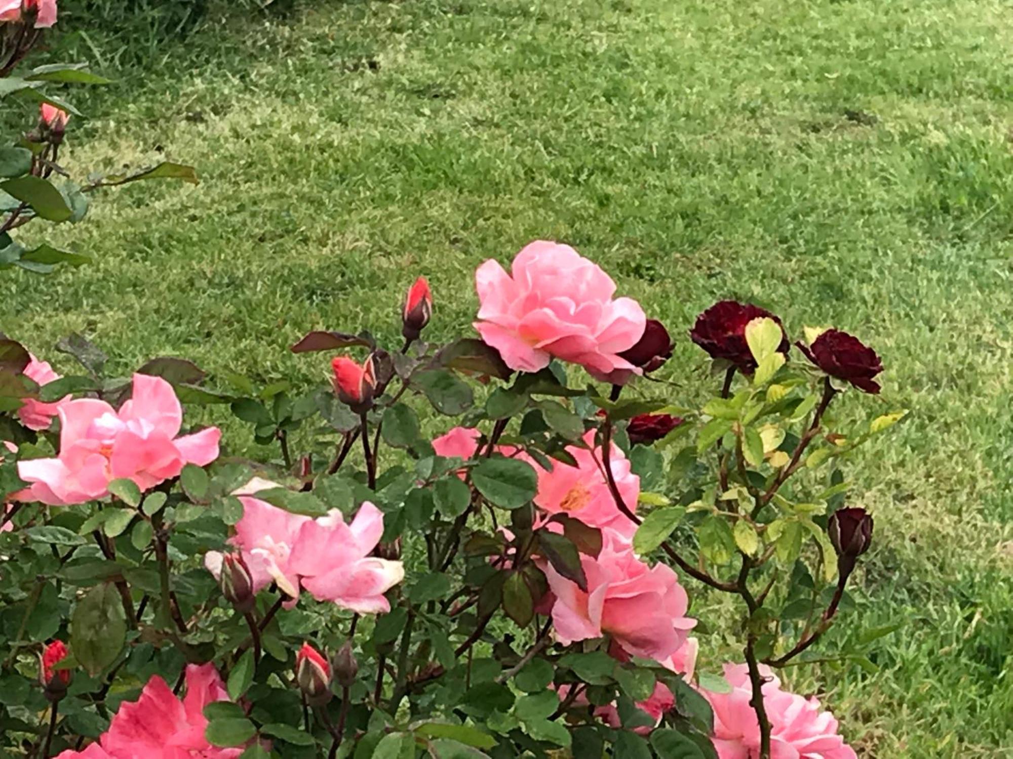 Affittacamere Verger Plein Soleil Saint-Pierre Exteriér fotografie